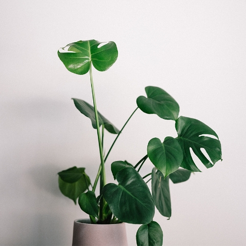 Monstera Plant