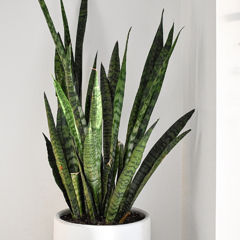 Snake Plant