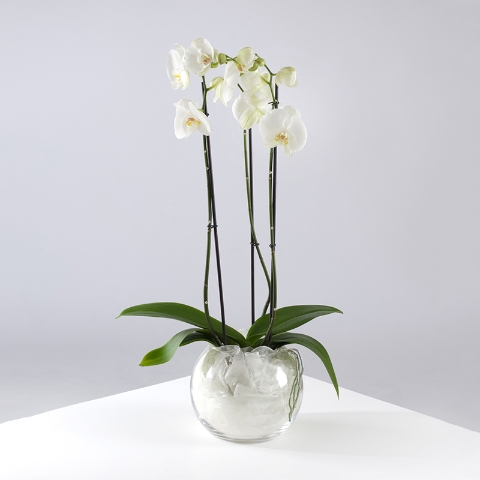 Orchid Planter