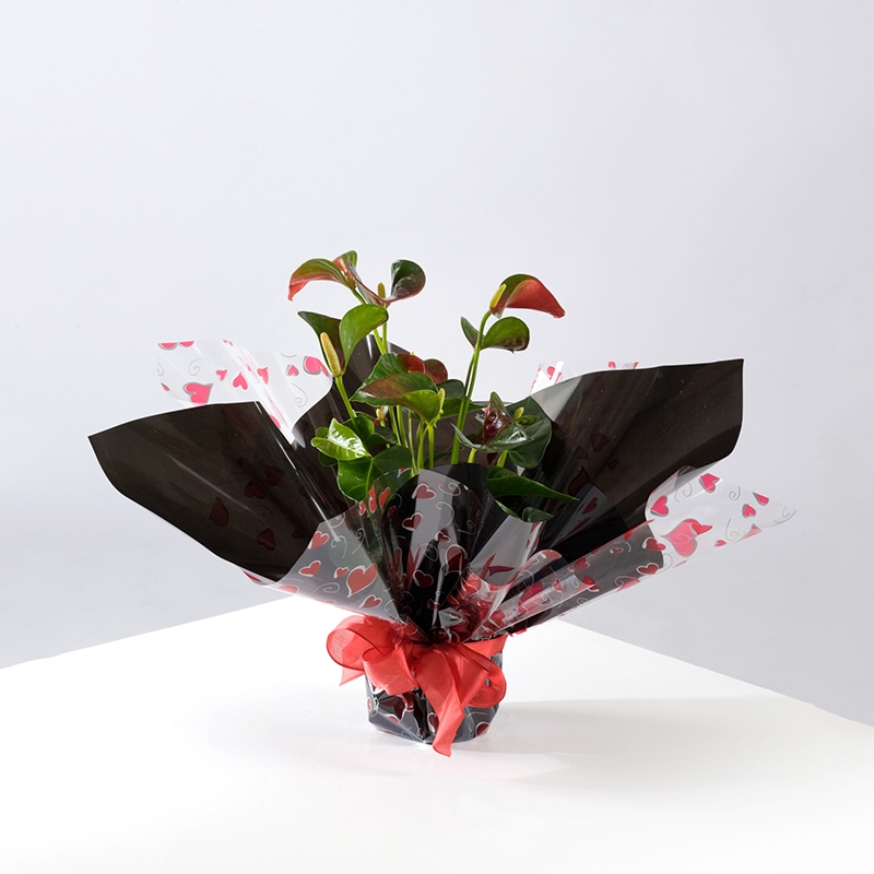 Anthurium Gift