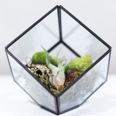 Terrarium